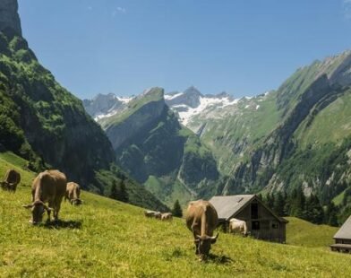 us zolle gegen die schweiz pillen gold und der starke franken Xx677htv